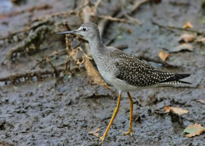 Lesser Yellowlegs (Tringa flavipes) 