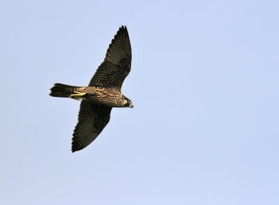  Peregrine Falcon (Falco peregrinus)