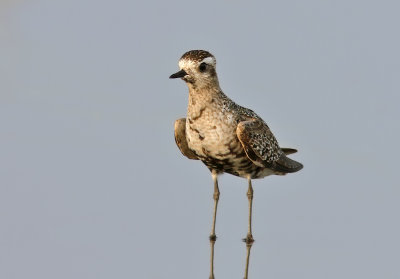 American Golden Plover (Pluvialis dominica) 