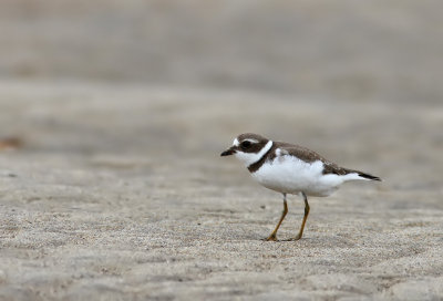 Semipalmated Plover (Charadrius semipalmatus)