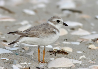 Piping Plover (Charadrius melodus) 