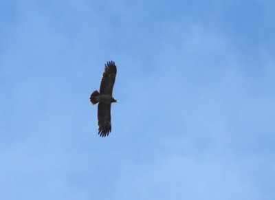 Mindre skrikörn - Lesser Spotted Eagle (Aquila pomarina)