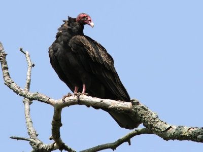 Turkey Vulture (Cathartes aura) 