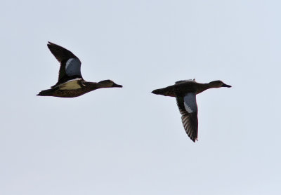  Blue-winged Teal (Anas discors)