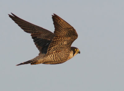 Pilgrimsfalk (Falco peregrinus)
