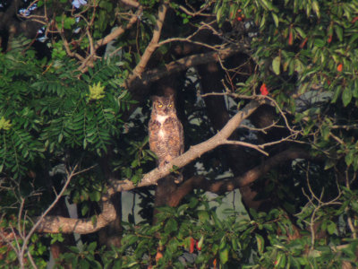 Great Horned Owl (Bubo virginianus), 
