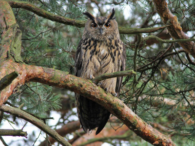 Berguv - Eurasian Eagle-Owl (Bubo bubo) 