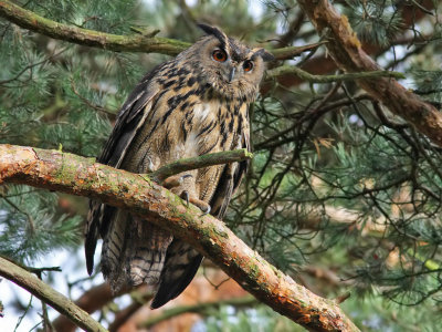 Berguv - Eurasian Eagle-Owl (Bubo bubo) 