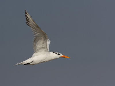 Royal Tern - Sterna maxima 