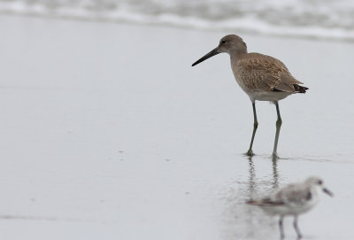 Willet (Catoptrophorus semipalmatus)