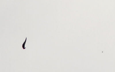 Kafferseglare - White-rumped Swift (Apus caffer) 