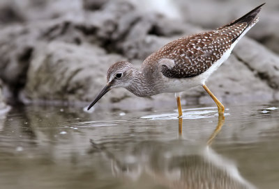 Lesser Yellowlegs (Tringa flavipes) 