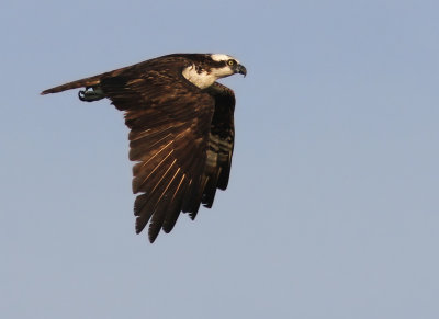 Osprey (Pandion haliaetus) 