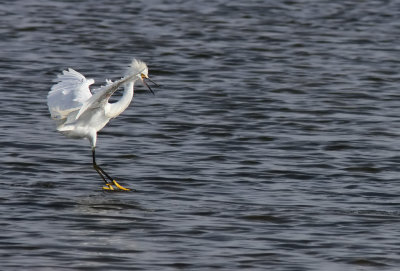 Snowy Egret (Egretta thula) 