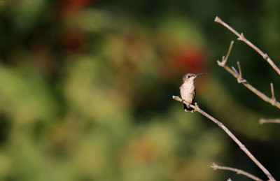 Ruby-throated Hummingbird (Archilochus colubris)