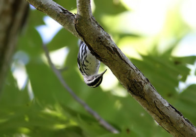 Black-and-white Warbler (Mniotilta varia)