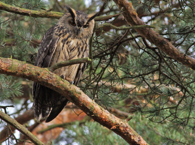 Berguv - Eurasian Eagle-Owl (Bubo bubo) 