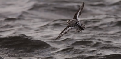 Brednbbad simsnppa - Grey Phalarope (Phalaropus fulicarius) 