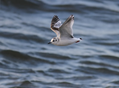 Dvrgms - Little Gull  (Hydrocoloeus minutus) 