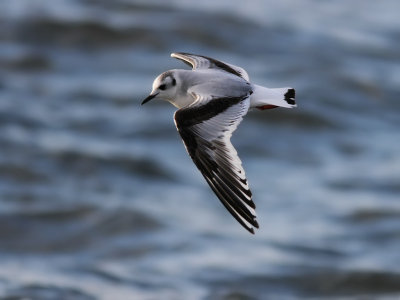 Dvrgms - Little Gull (Hydrocoloeus minutus) 