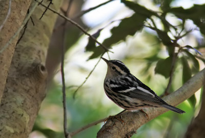 Black-and-white Warbler (Mniotilta varia) 