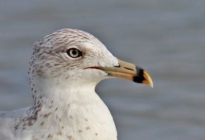 Ring-billed Gull (Larus delawarensis) 