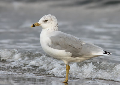 Ring-billed Gull (Larus delawarensis) 