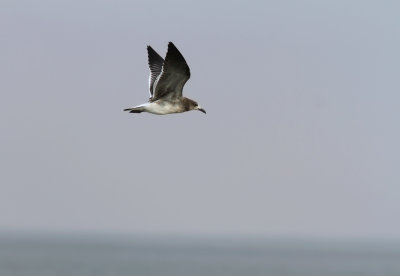 Laughing Gull (Leucophaeus atricilla)