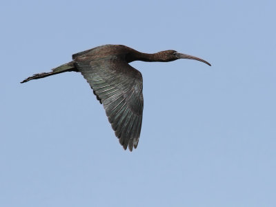Glossy ibis (Plegadis falcinellus) 