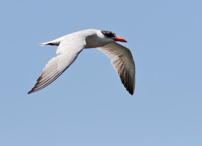 Caspian tern (Sterna caspia) 