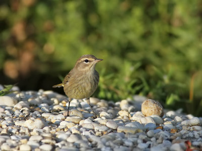 Palm warbler (Dendroica palmarum) 