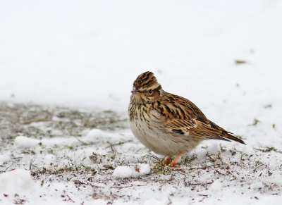 Trdlrka - Wood Lark (Lullula arborea) 