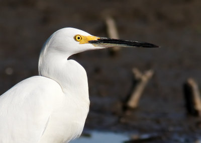 Snowy egret (Egretta thula) 