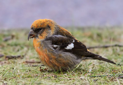 Two-barred Crossbill (Loxia leucoptera) 