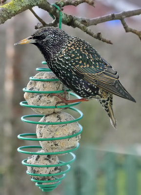 Stare - Common Starling (Sturnus vulgaris)