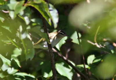 Red-eyed vireo (Vireo olivaceus) 