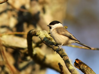 Entita - Marsh Tit (Poecile palustris)