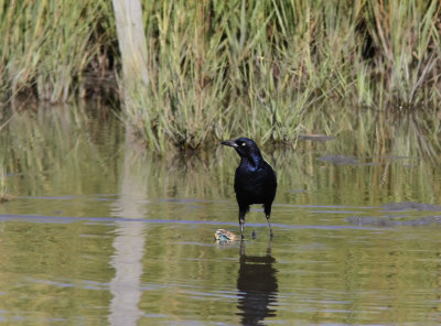 Boat-tailed grackle (Quiscalus major) 