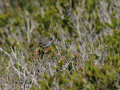 Balearisk sngare - Balearic Warbler (Sylvia balearica)