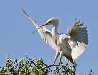 Kohger -  Cattle Egret (Bubulcus ibis)