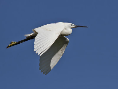 Silkeshger - Little egret (Egretta garzetta)
