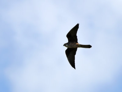 Eleonorafalk - Eleonora's Falcon (Falco eleonorae)