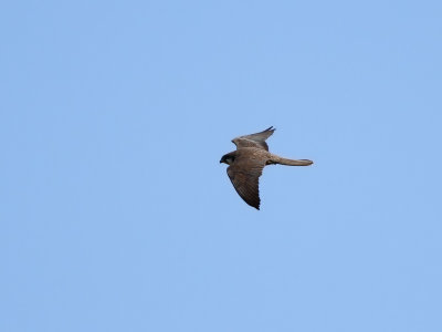 Eleonorafalk - Eleonora's Falcon (Falco eleonorae)