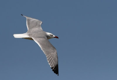 Rdnbbad trut - Audouin's gull (Ichthyaetus audouinii)