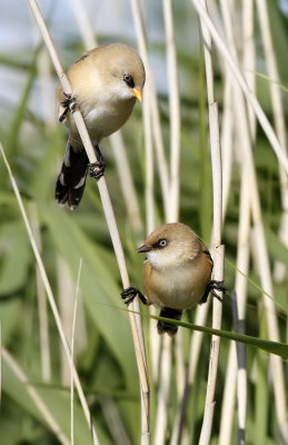 Skggmes - Bearded Reedling (Panurus biarmicus)