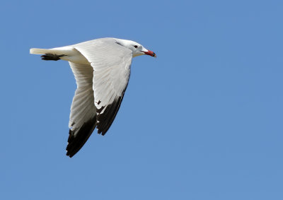 Rdnbbad trut - Audouin's gull (Ichthyaetus audouinii)