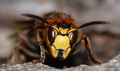 Bålgeting - European hornet (Vespa crabro)