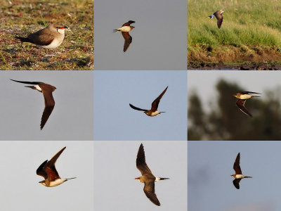 Rare Birds in Sweden 2014