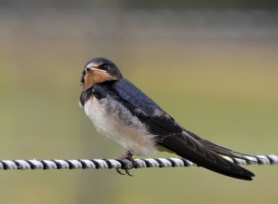 Ladusvala - Barn swallow (Hirundo rustica) 