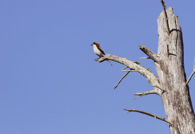 Rödhuvad törnskata - Woodchat Shrike (Lanius senator ssp badius)